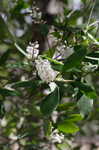 Buckwheat tree <BR>Black titi